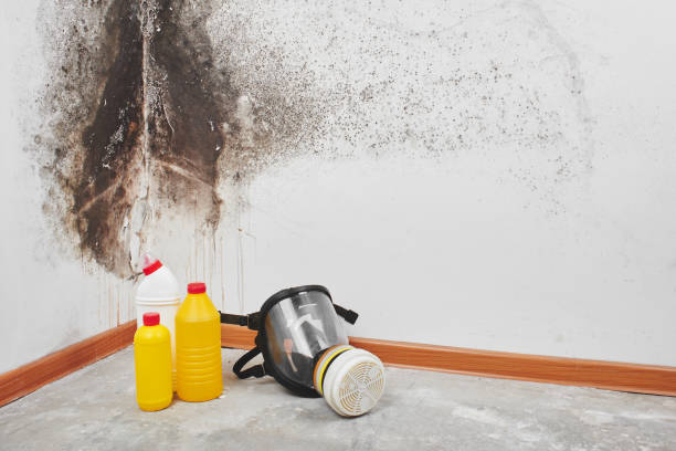Best Office Mold Removal Services  in Brush, CO