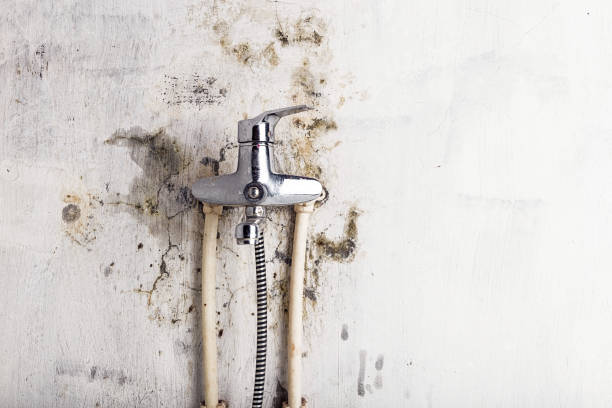 Best Fast Mold Removal  in Brush, CO