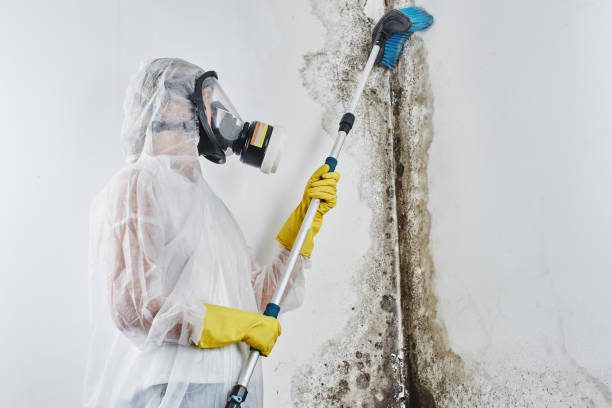 Trusted Brush, CO Mold Removal Experts