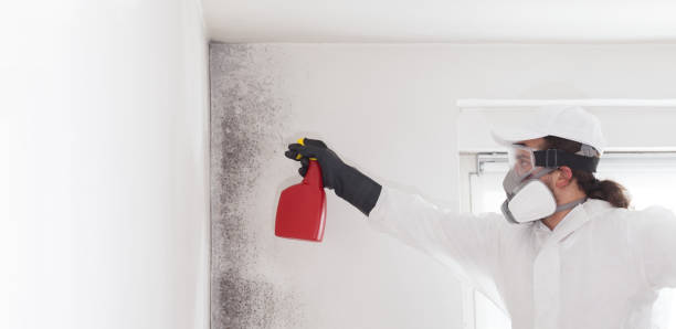 Best Mold Damage Repair  in Brush, CO